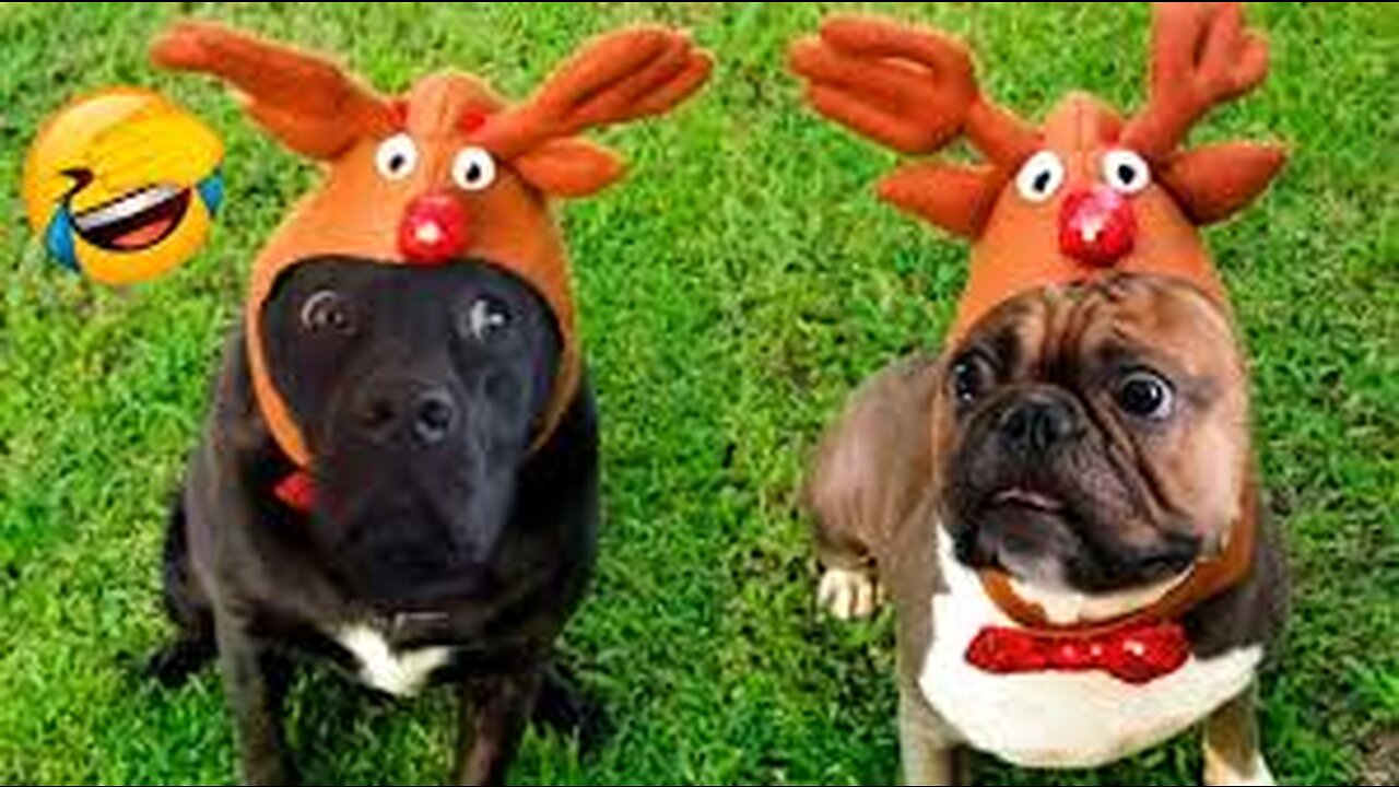 Funniest Dogs And Cats - Best Funny Animal Videos