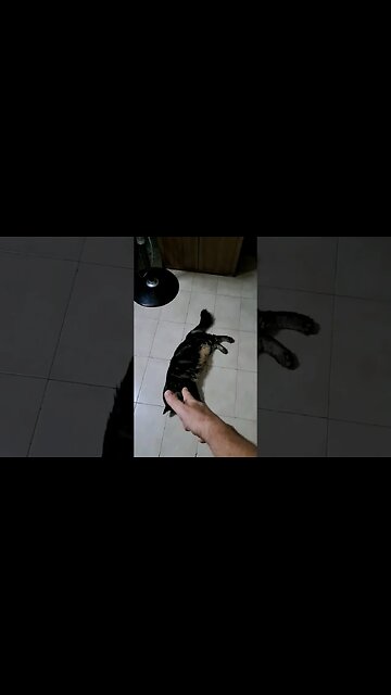 Dead Cat 😁😁😁