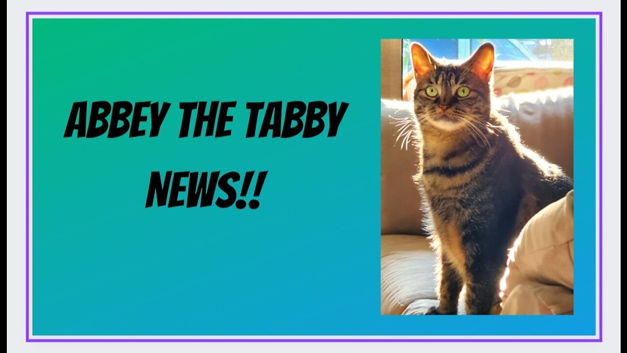 News on Abbey The Tabby