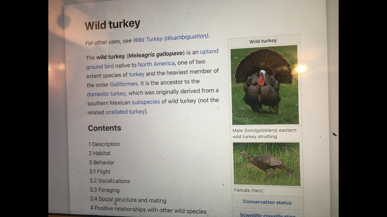 Wcbm.com talk radio 680 Ghanghaton Michigan garden of weedin marijuana Wild Turkeys