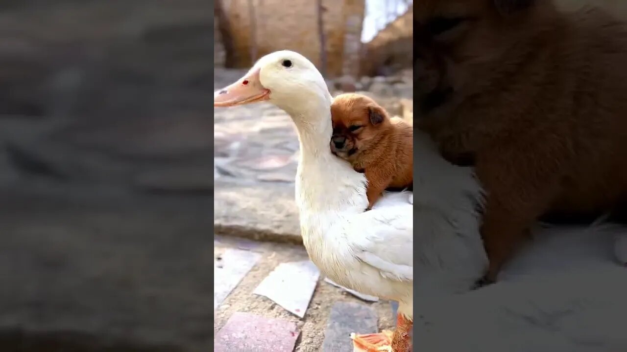 Duck and duck keep the dog warm