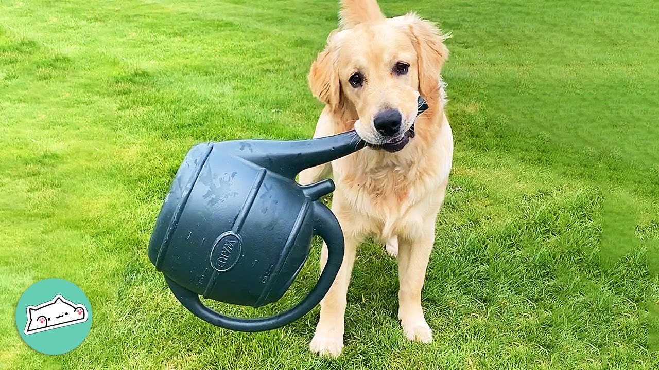 Goofy Lab Mix Loves Stealing And Sleeping In Plant Pot | Furry Buddies