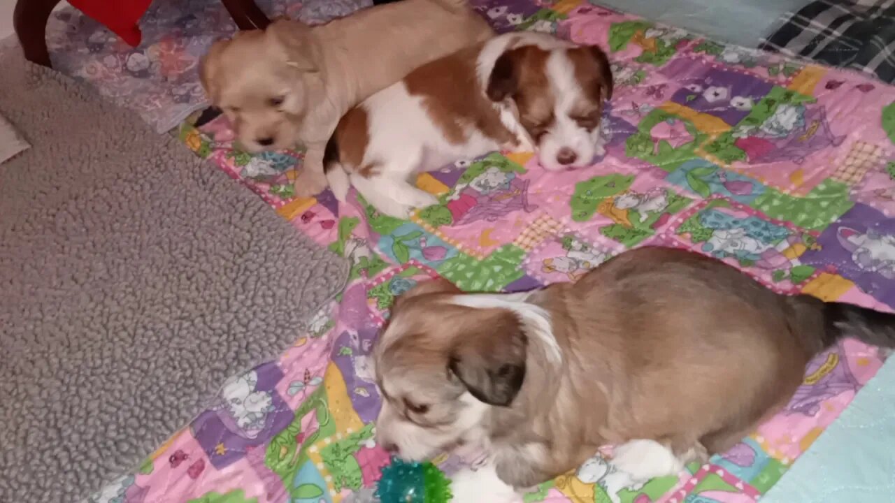 K Litter - Play Time(1)