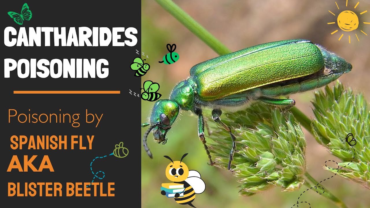 Cantharides Poisoning from Spanish Fly | Blister Beetle Toxicity | Drugs of Animal Origin