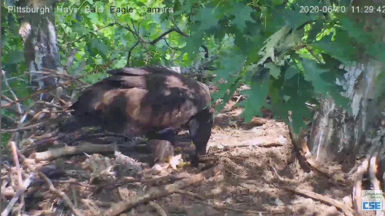 Hays Eagles H12 returns to eat nestovers 2020 06 1026am