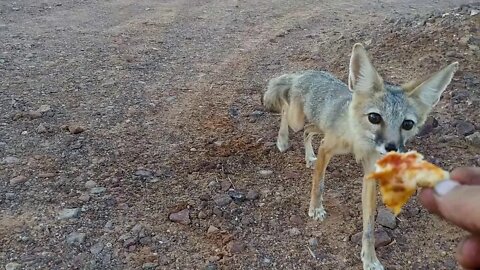 Fox likes pizza