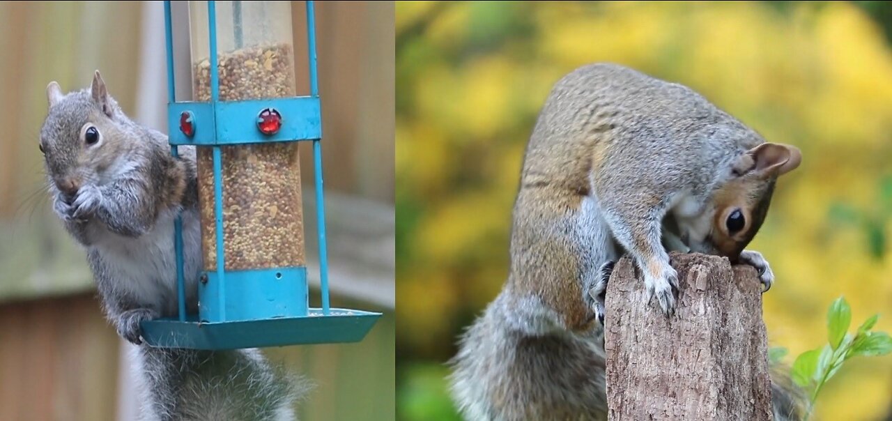 How Cute Squirrel Feed Itself