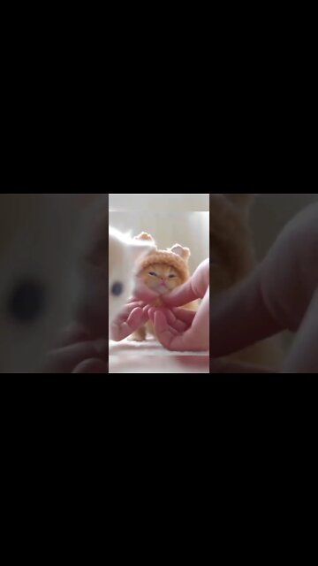 Why Kittens Are So Cute 🥰