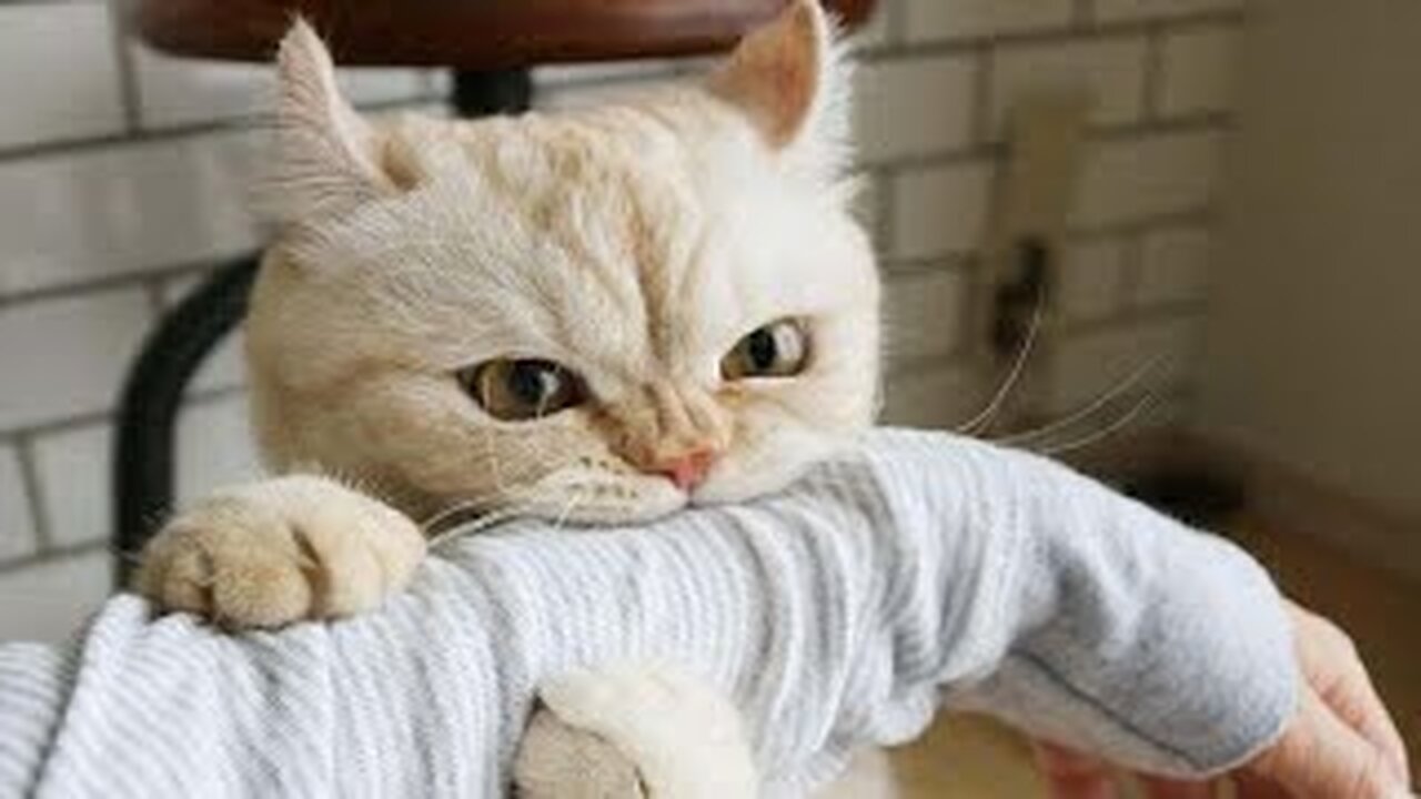 Best Funny Animal Videos 2023 - Funniest Cats And Dogs Video - Part - 55