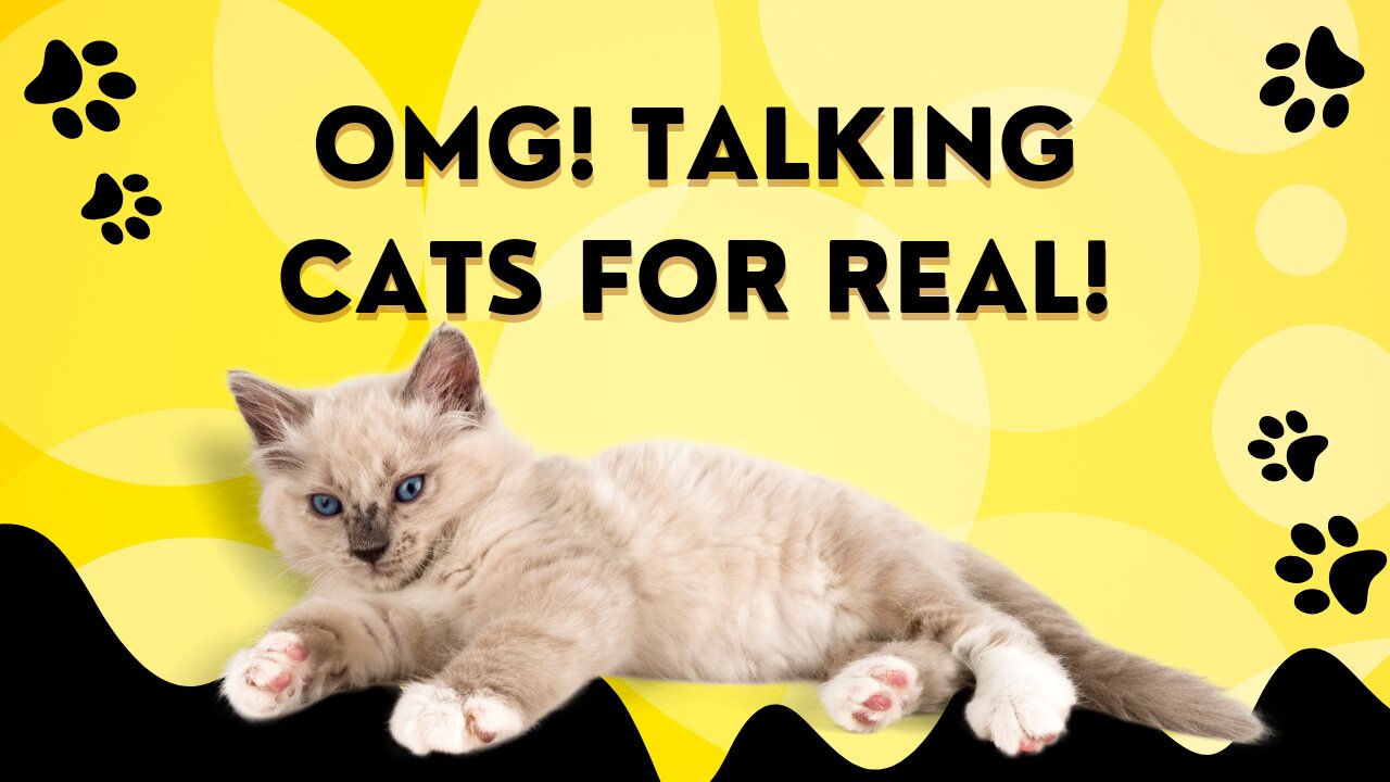 Real Talking Cats. Funny.