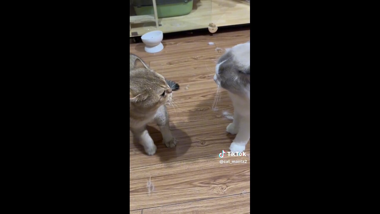 cat fight