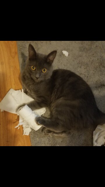 Ella Defeating a Roll of T.P.