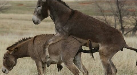 Donkey and Donkey sat talking and working with each other