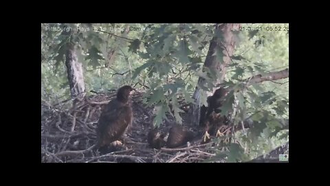 Hays Juvenile H14 flappy dance 2021 05 21 5:52:15