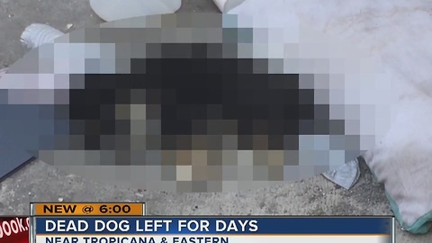 Woman says Animal Control won't pick up dead puppy near dumpster