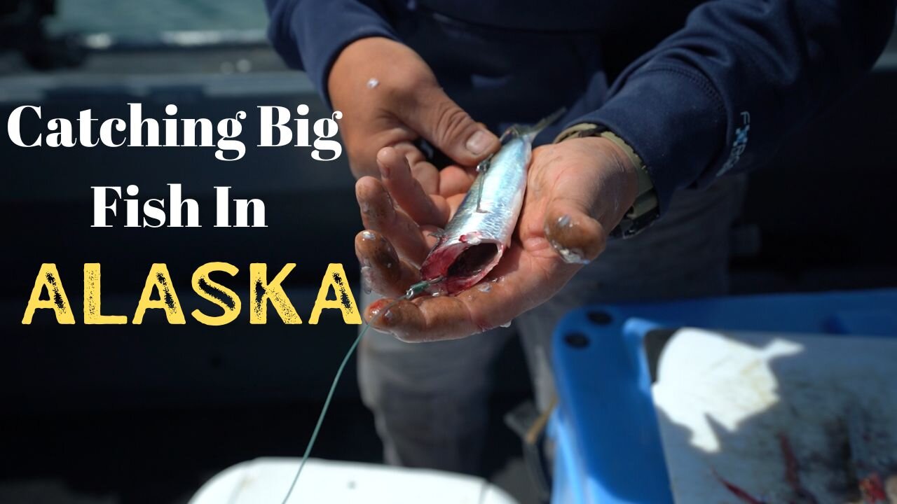 Using Herring For Bait