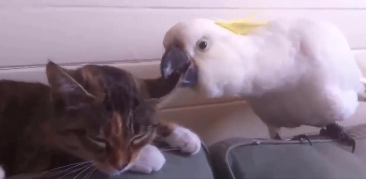 Funny and Cute Parrots Annoying Cats Compilation 😿🦜