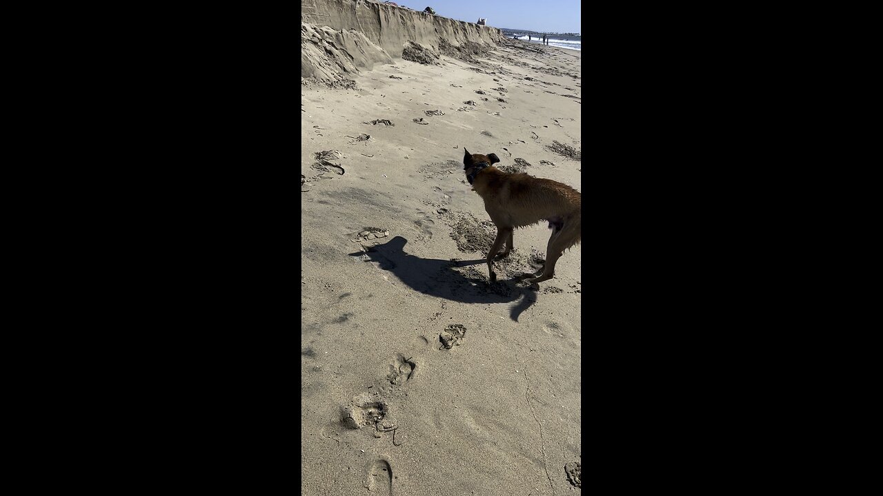 Trained Belgian Malanois at beach with 2 German Shepherds