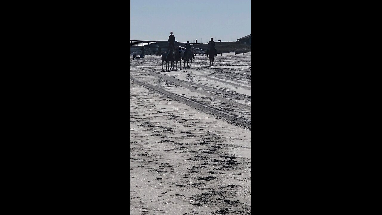 2 horse 1 rider standing on the beach ⛱️ tidbit 4 ya