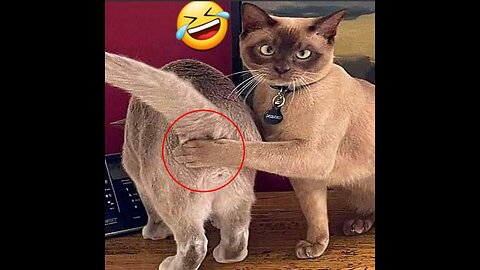 Dog & cat funny videos 2023
