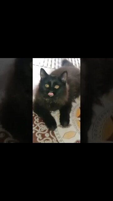 My cute Persian Male Cat #leo #persiancats #youtubeshorts #persiancats #shorts #1million