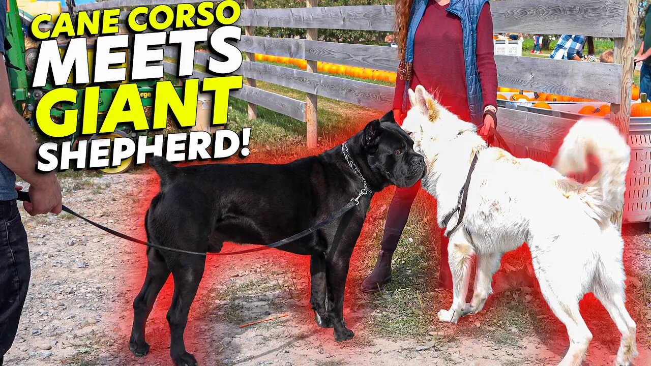 Cane Corso Meets GIANT Shepherd