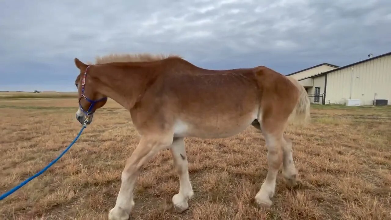 Belgian Draft Horse saved from slaughter-Week 7 progress on Anna & installation of our solar panels.