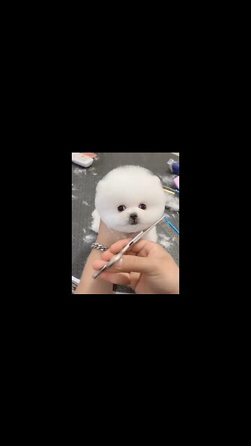 Best hair cut ever 🐶