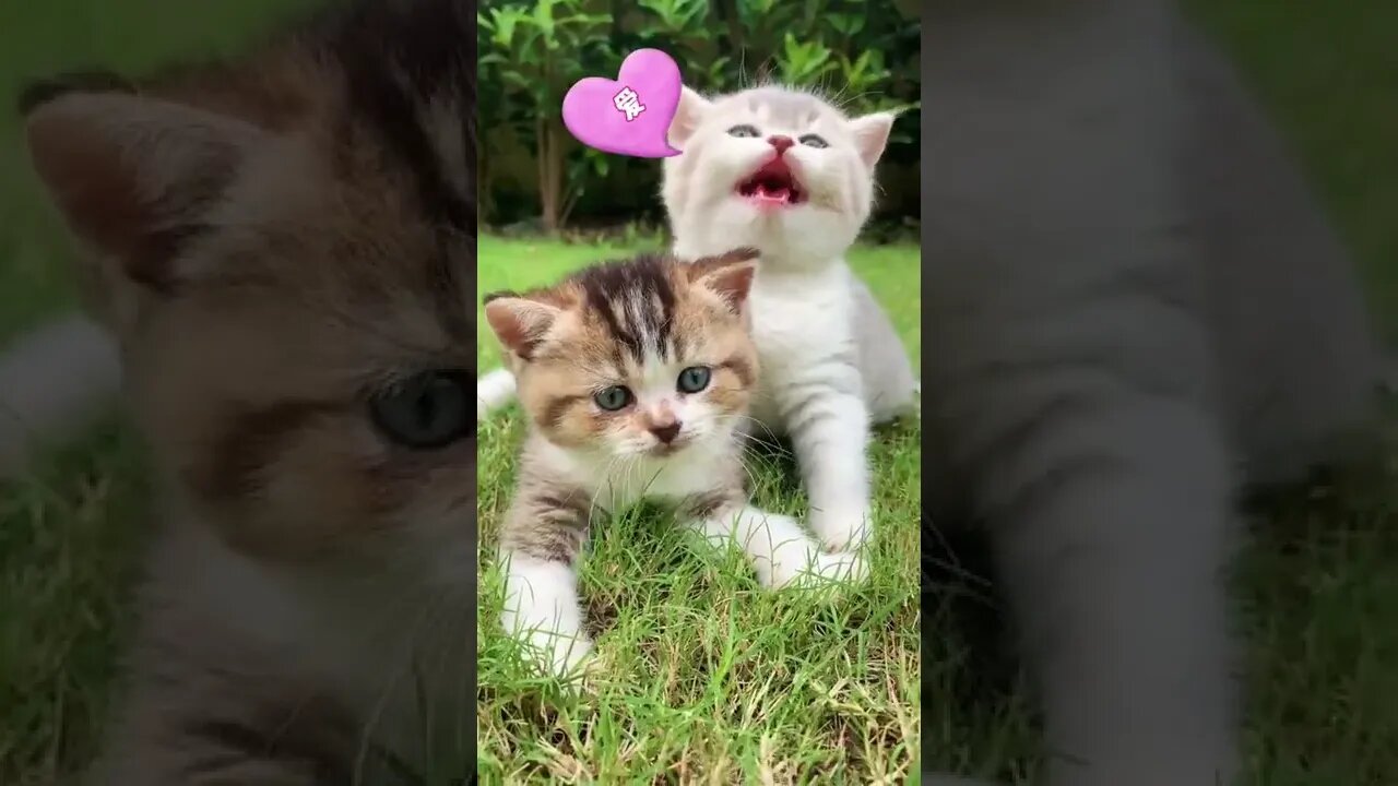 BEST 😍FUNNY😍 PET VIDEOS #60 - Try Not To Laugh #shorts