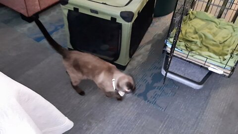 Cats Introduced to Hotel Room