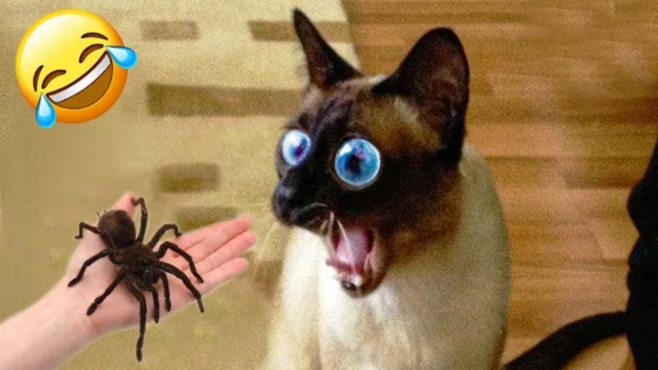The Cat Reacts With Surprise ππΆπ» Funny Animals 2023 #233