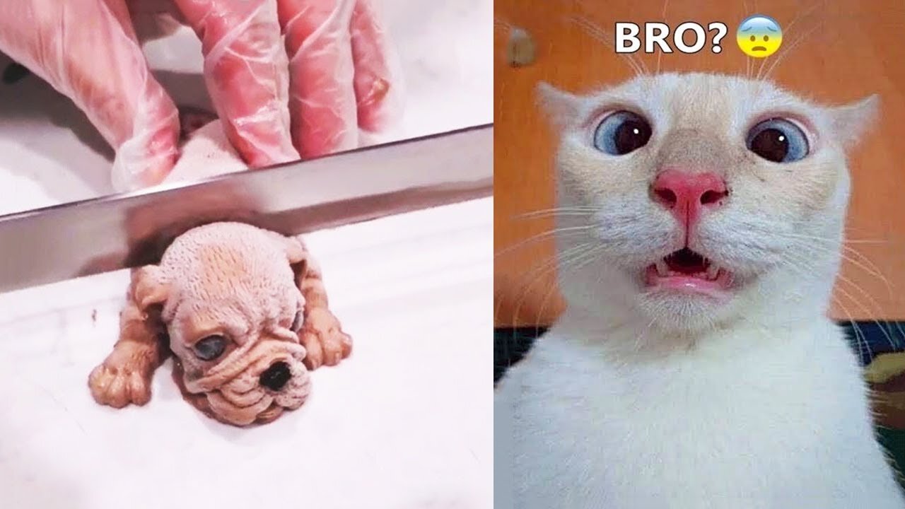 Funny animals that will make you laugh out loud