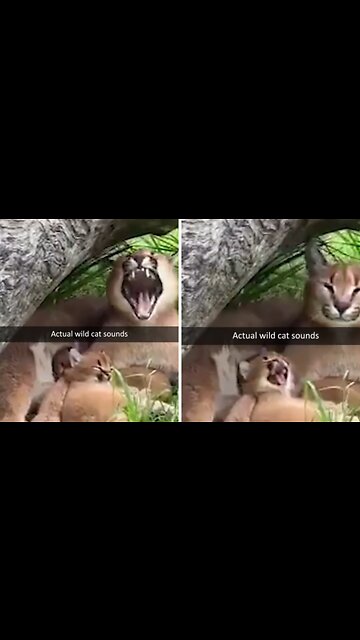 FUNNIEST CATS VIDEOS- BEST FUNNY ANIMALS VIDEOS 2023