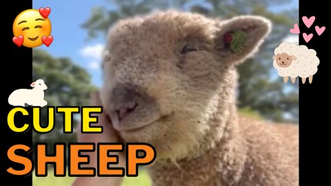 Cute Sheep Compilation - Adorable, Fluffy Sheep To Brighten Your Day