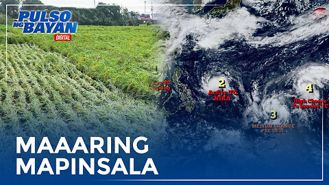 DA: Higit 700-K ektarya ng pananim na palay, maaaring mapinsala sa paglala ng sunod-sunod na bagyo