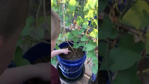 He takes Maddy to Yam Island 🦕🍠😂 #shorts #viral #tiktok #trending