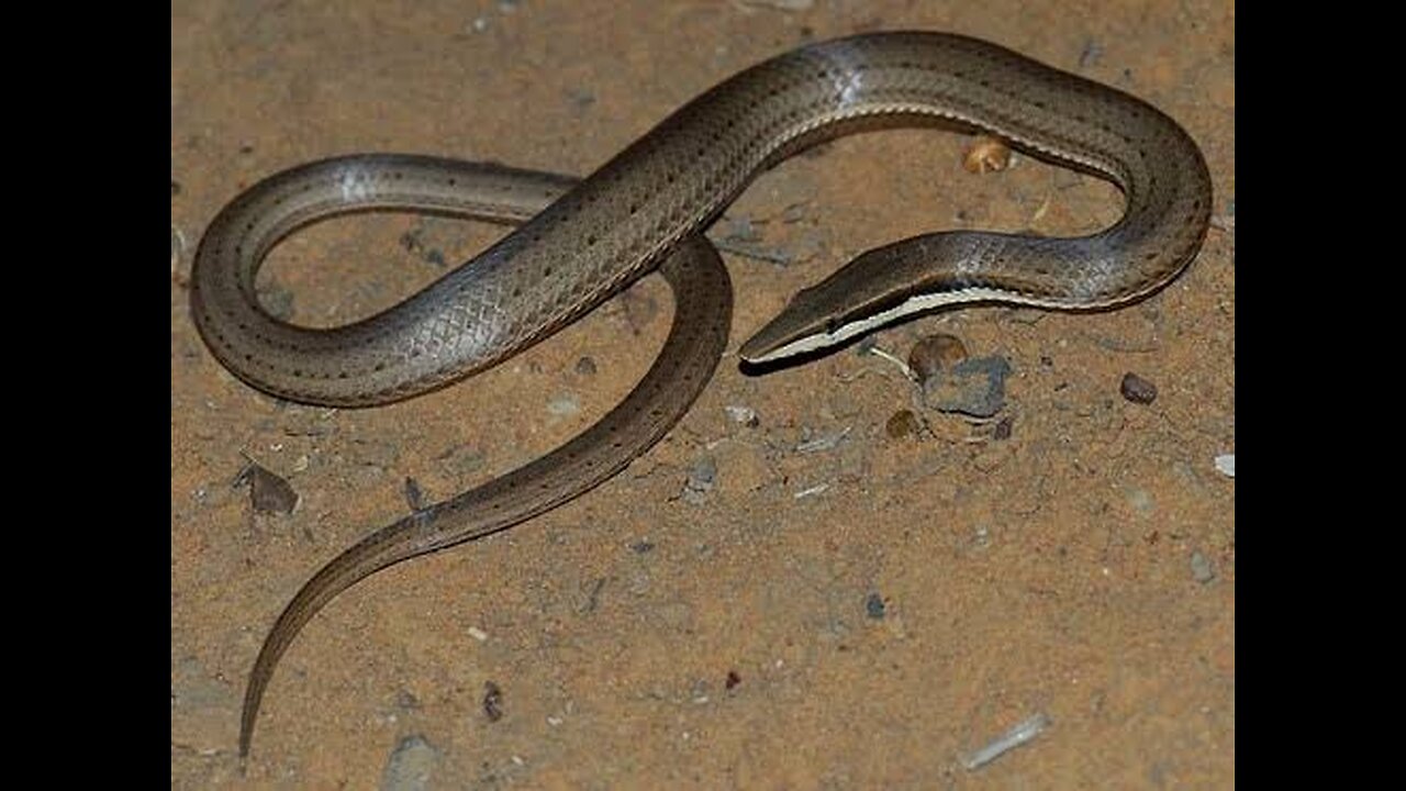 Amazing legless lizard