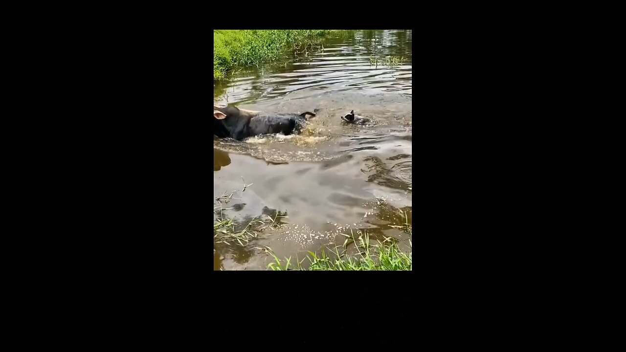 Shocking animal fights