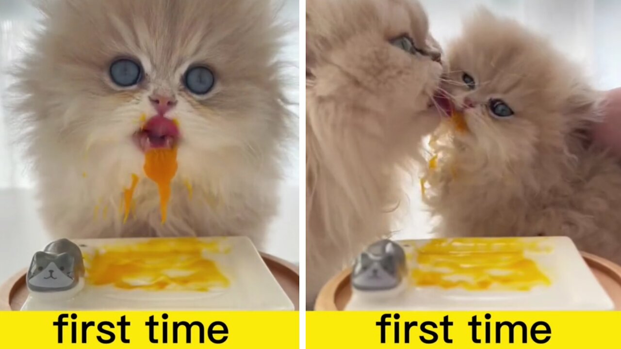 Adorable lovely kitten first time egg yolk tasting!!!