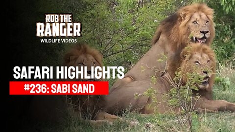 Safari Highlights #236: 07 - 10 November 2013 | Sabi Sand Nature Reserve | Latest Wildlife Sightings