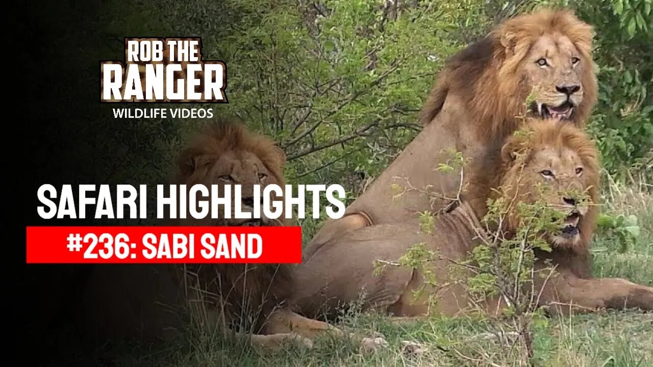 Safari Highlights #236: 07 - 10 November 2013 | Sabi Sand Nature Reserve | Latest Wildlife Sightings