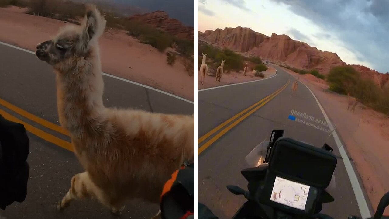 Biker encounters curious llama on Route 68 in Salta Province