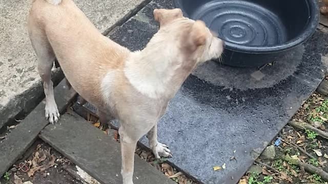 Mama Dog Begs For Food, Brings It Back To Her Pups