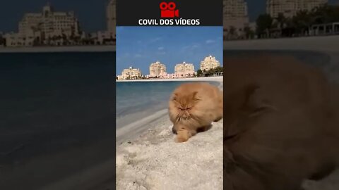 GATO MAL HUMORADO