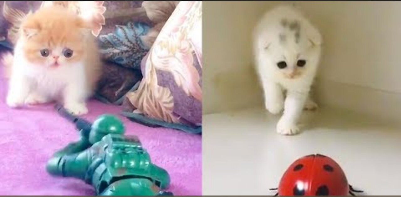 Cat Reaction to Playing Toy - Funny Cat Toy Reaction Compilation