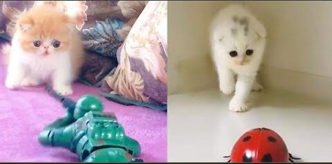 Cat Reaction to Playing Toy - Funny Cat Toy Reaction Compilation