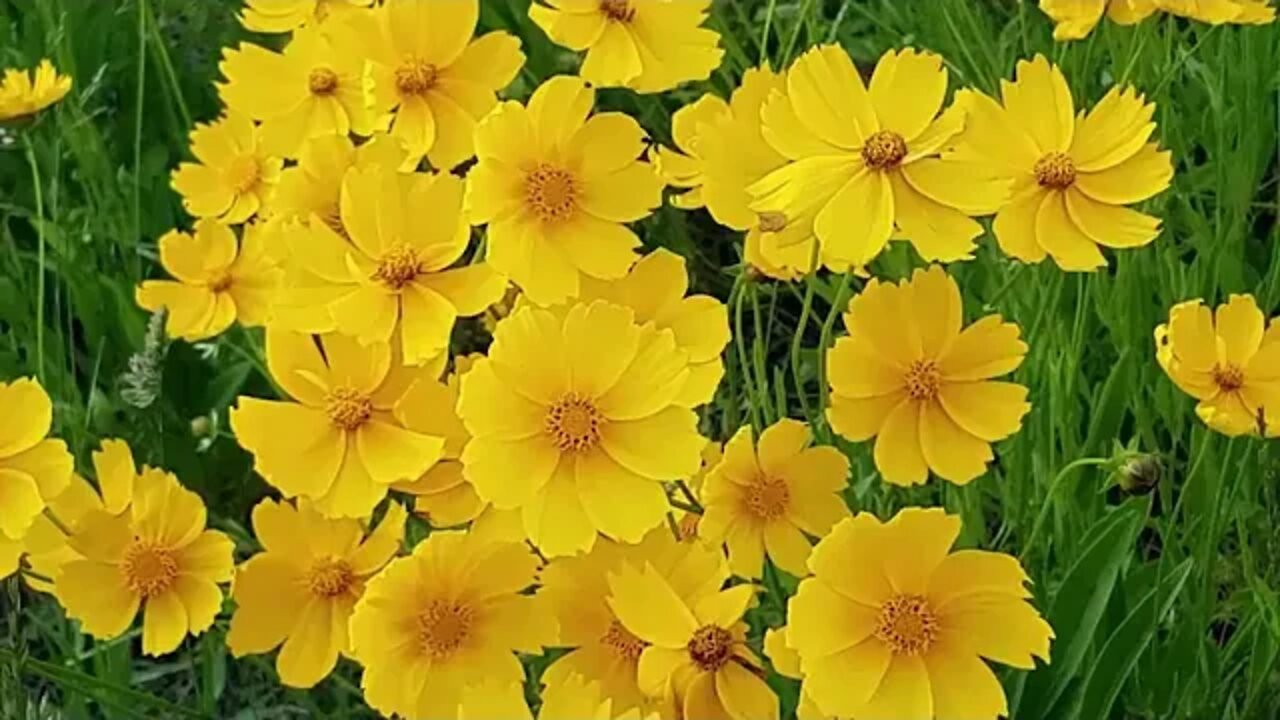Amazing world beautiful nature with relaxing music and sound, 4k nature copyright free video