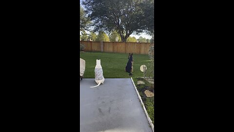 Dogo Argentino and GSD Guarding!