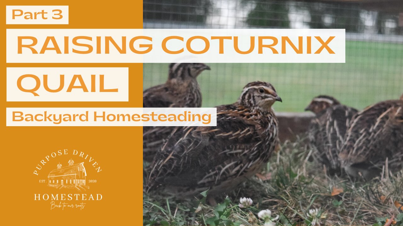 Processing QUAIL in your BACKYARD (Whole Bird)