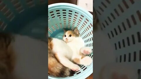 Cat Funny Video #shorts #cat #reels #funny